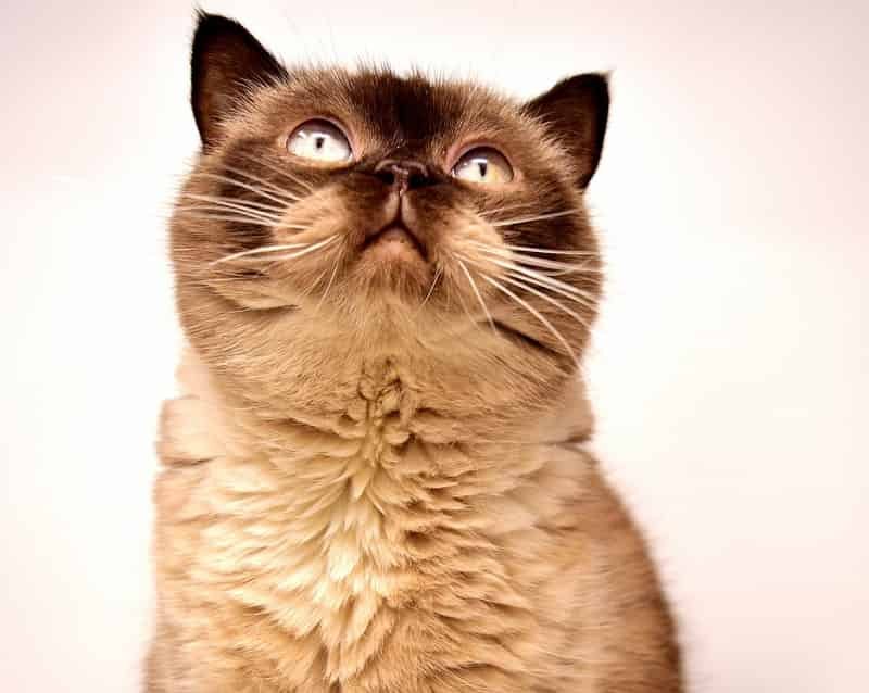 theophylline for dogs